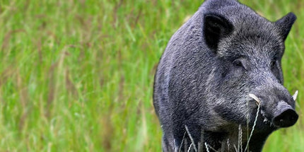 Boar Hunting Trip in Romania - 4 Days / 3 Nights