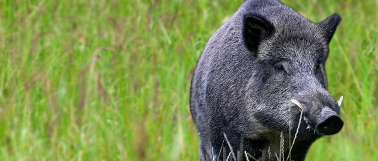 Boar Hunting Trip in Romania - 4 Days / 3 Nights