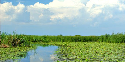Danube Delta – One Day Tour