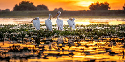 Danube Delta Discovery (5 Days / 4 Nights)