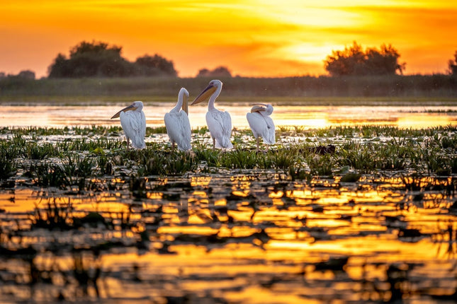 Danube Delta Discovery (5 Days / 4 Nights)