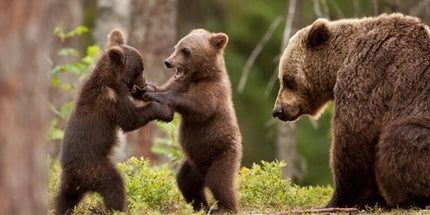 Wild Brown Bears - One Day Tour from Bucharest