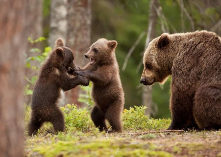 Wild Brown Bears - One Day Tour from Bucharest