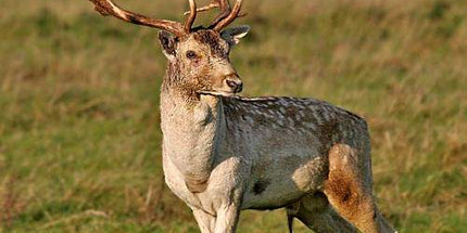Fallow Buck Hunting Trip in Romania - 3 Days / 2 Nights